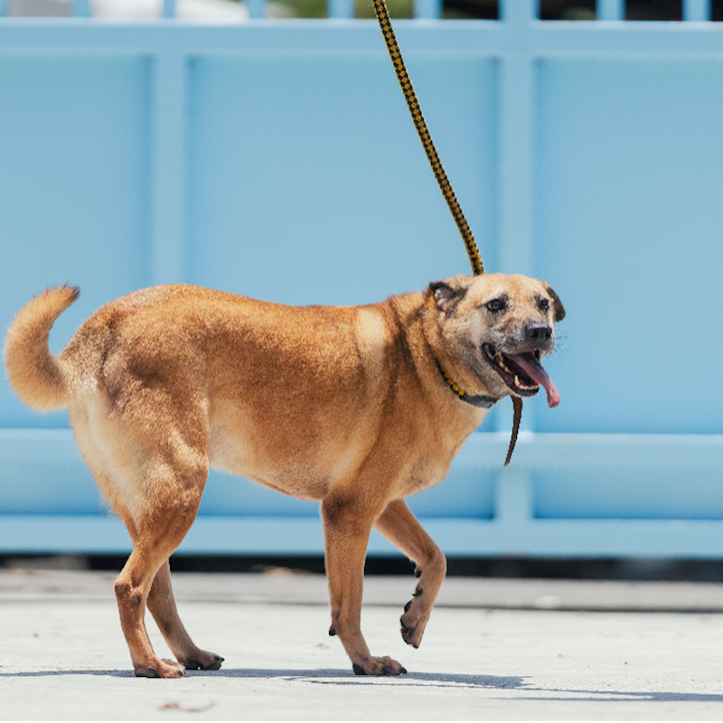 新北市八里區公立動物之家,編號:51654, 混種犬          