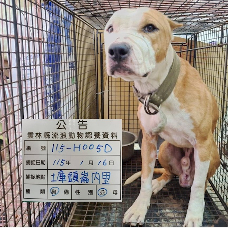 雲林縣流浪動物收容所,編號:439853, 比特犬