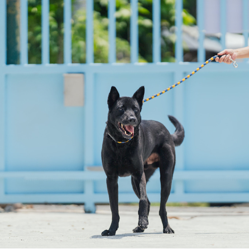 新北市八里區公立動物之家,編號:100902, 混種犬          