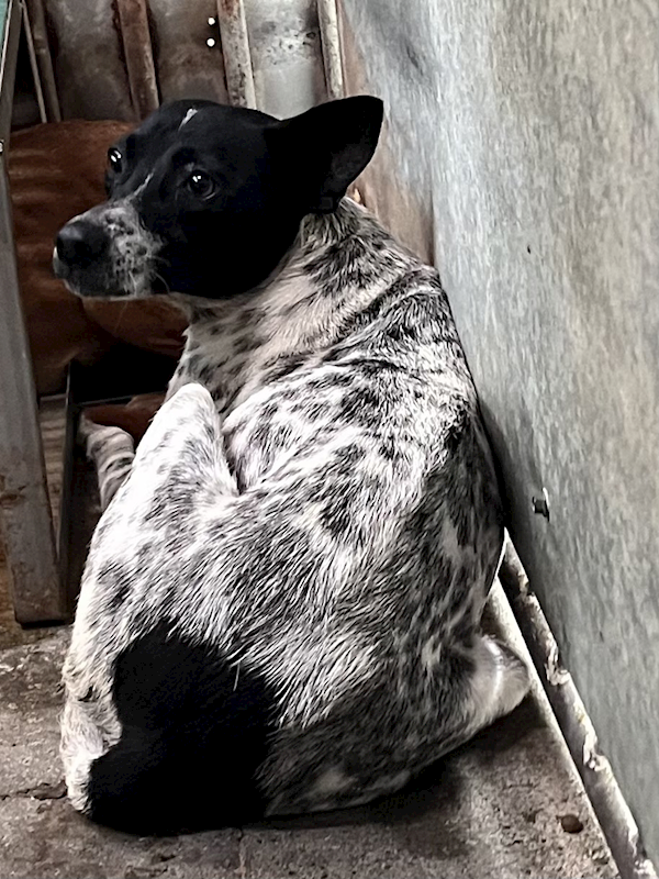 彰化縣流浪狗中途之家,編號:435156, 混種犬          