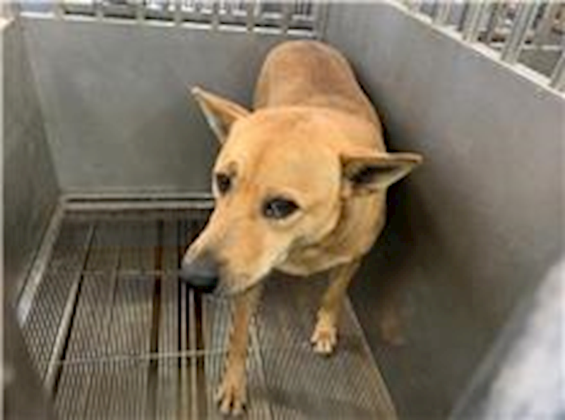 桃園市動物保護教育園區,編號:196858, 混種犬          