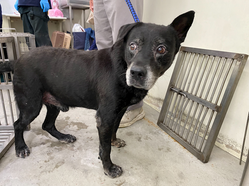 臺北市動物之家,編號:315246, 混種犬          