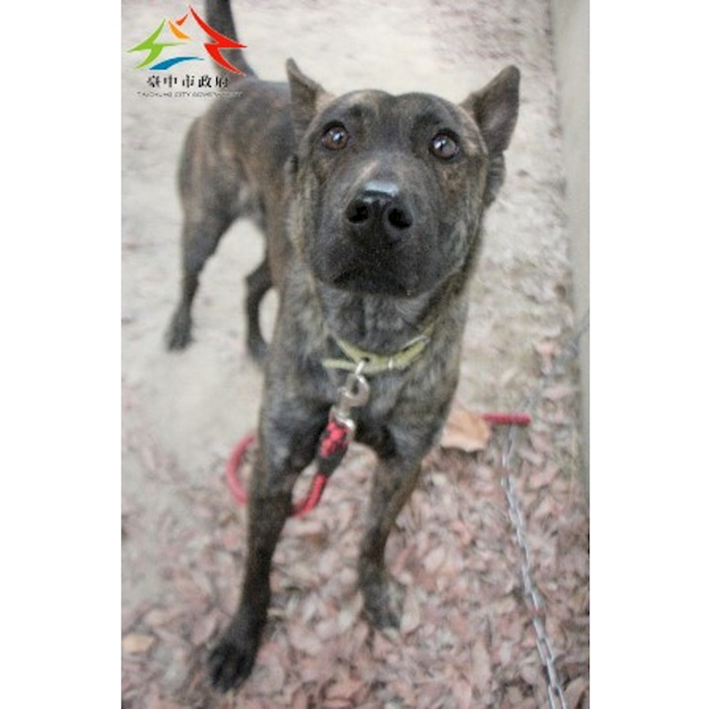臺中市動物之家后里園區,編號:437609, 混種犬          
