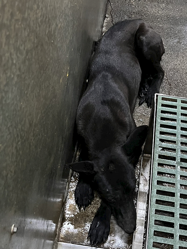 彰化縣流浪狗中途之家,編號:440079, 混種犬          