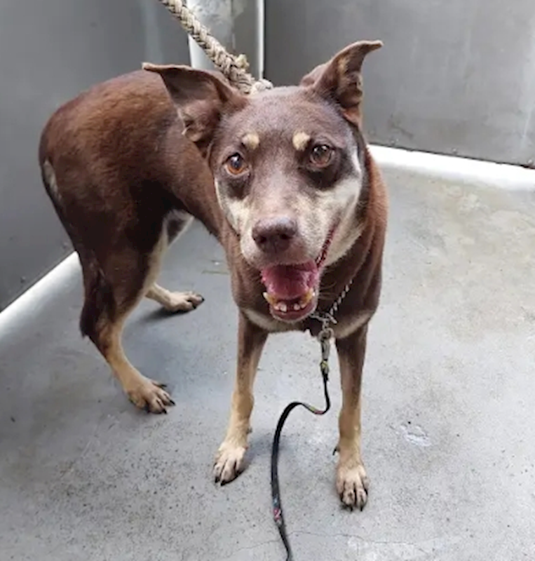 新北市五股區公立動物之家,編號:366907, 混種犬          