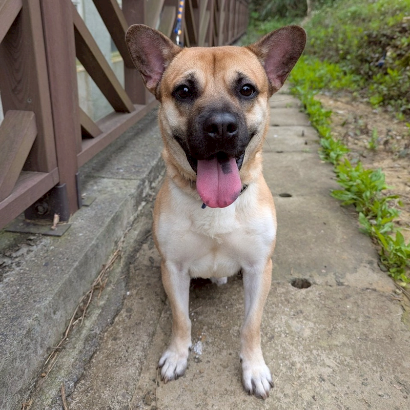 基隆市寵物銀行,編號:365661, 混種犬          