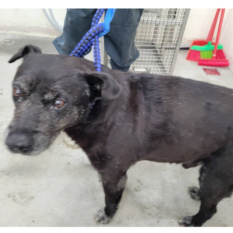 臺北市動物之家,編號:362617, 混種犬          