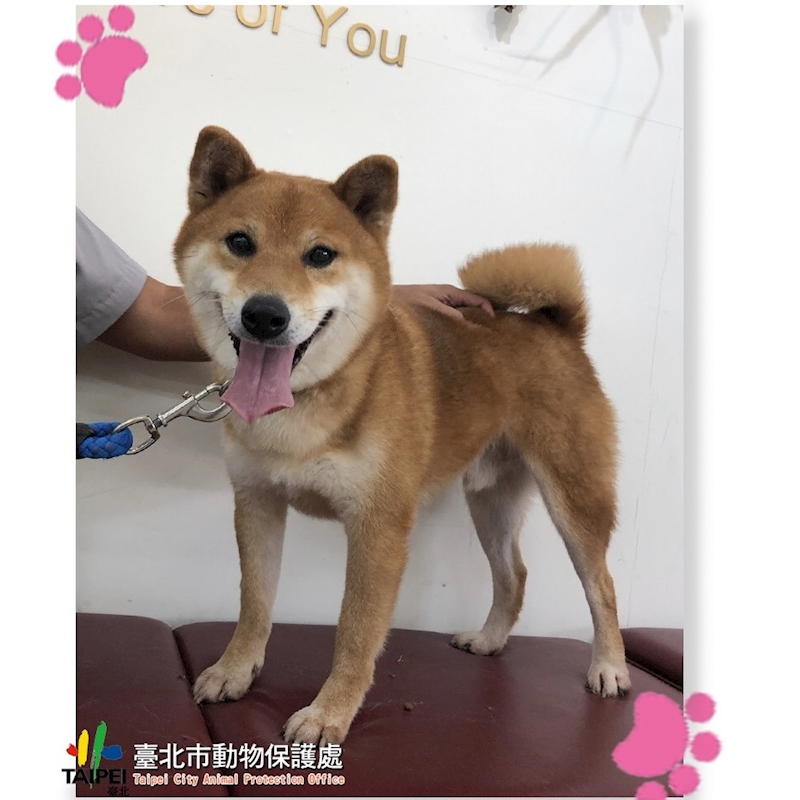 臺北市動物之家,編號:282065, 柴犬                  