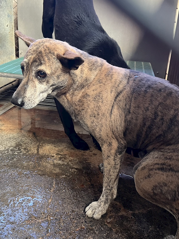 彰化縣流浪狗中途之家,編號:440132, 混種犬          