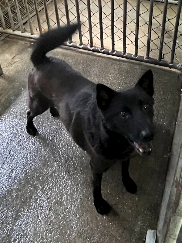 彰化縣流浪狗中途之家,編號:419987, 混種犬          