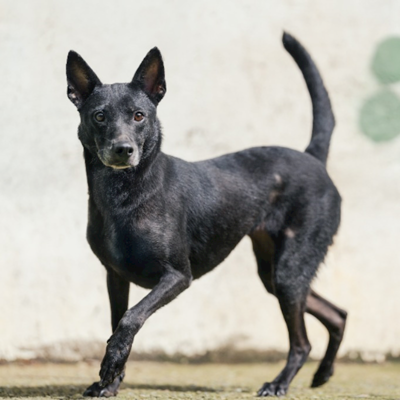 新北市五股區公立動物之家,編號:302747, 混種犬          