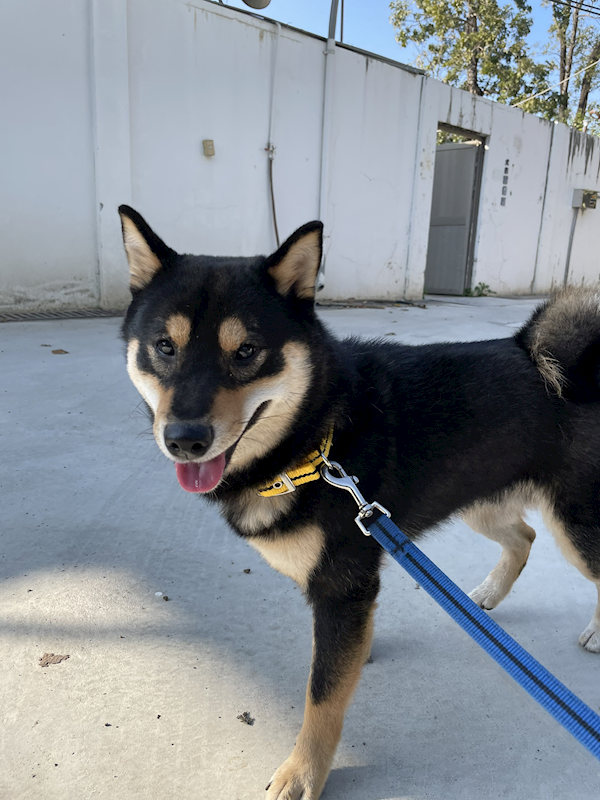 臺南市動物之家善化站,編號:440141, 柴犬                  