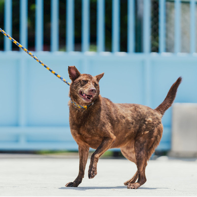 新北市八里區公立動物之家,編號:172895, 混種犬          