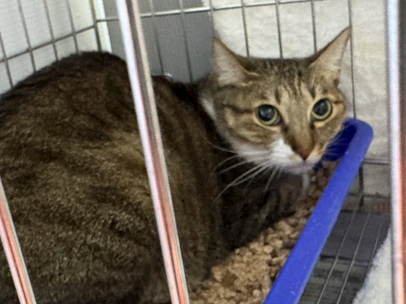 新北市板橋區公立動物之家,編號:434004, 混種貓                 