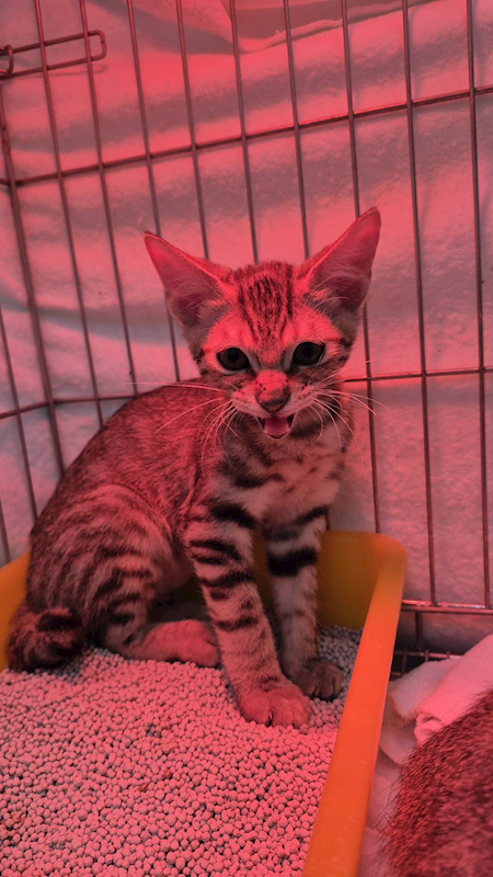 新北市八里區公立動物之家,編號:438541, 混種貓                 