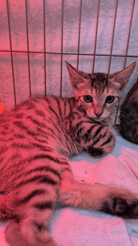 新北市八里區公立動物之家,編號:438542, 混種貓                 