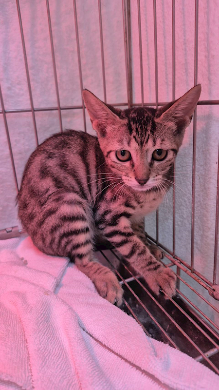 新北市八里區公立動物之家,編號:438543, 混種貓                 