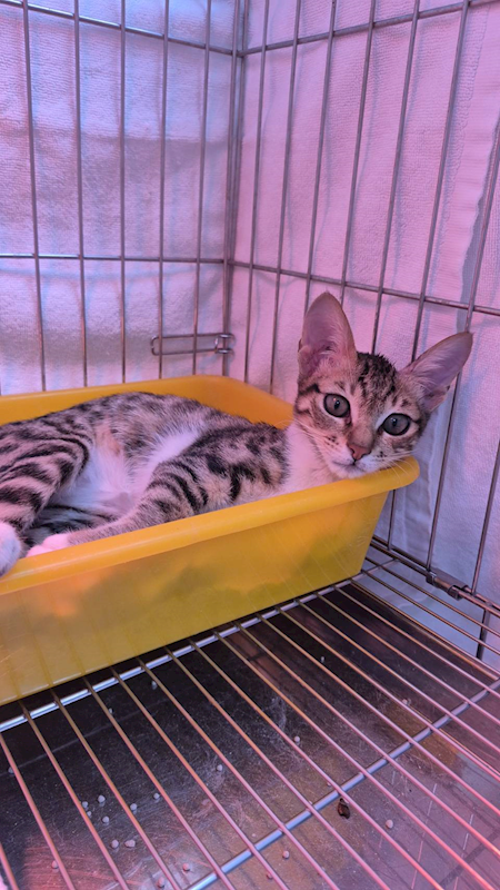 新北市八里區公立動物之家,編號:438544, 混種貓                 