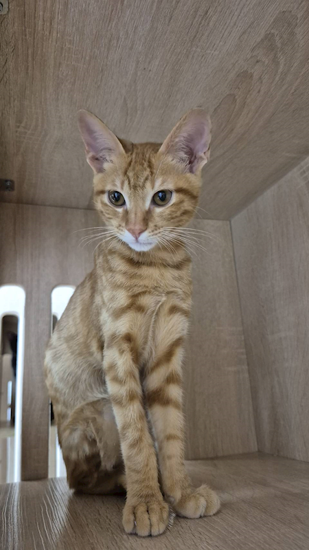 新北市八里區公立動物之家,編號:438545, 混種貓                 