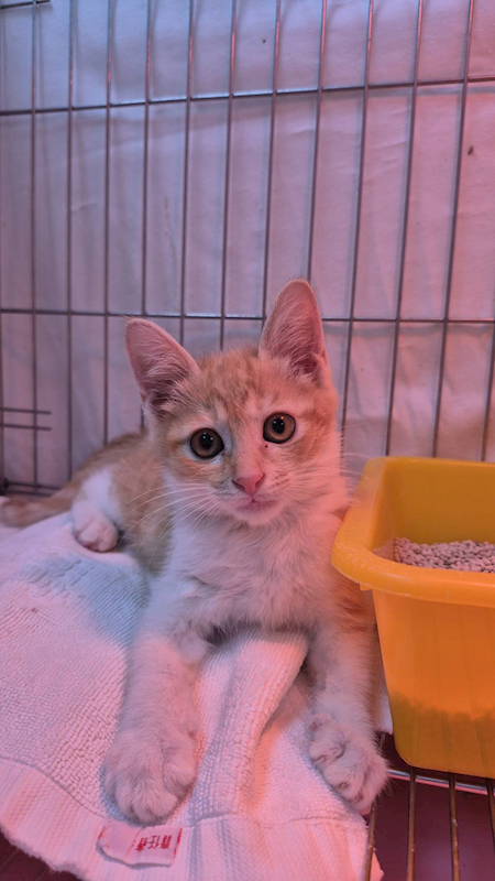 新北市八里區公立動物之家,編號:438547, 混種貓                 