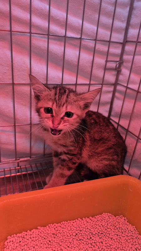 新北市八里區公立動物之家,編號:438554, 混種貓                 