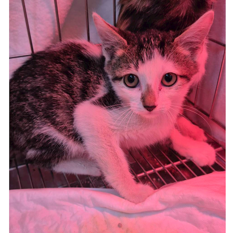 新北市八里區公立動物之家,編號:439334, 混種貓                 