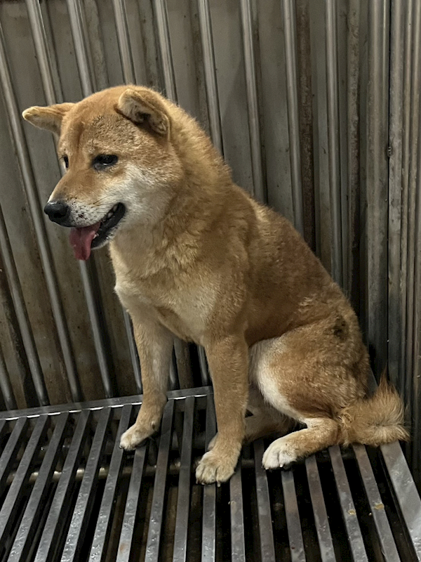 彰化縣流浪狗中途之家,編號:440222, 柴犬                  