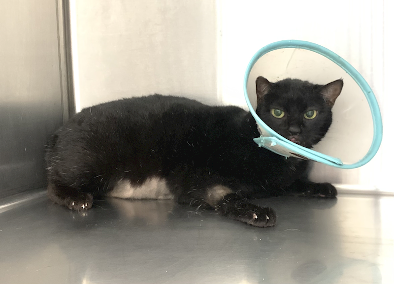 臺北市動物之家,編號:439991, 混種貓                 