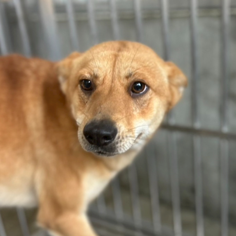 澎湖縣流浪動物收容中心,編號:293579, 混種犬          