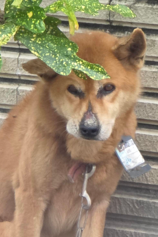 宜蘭縣流浪動物中途之家,編號:440382, 混種犬          