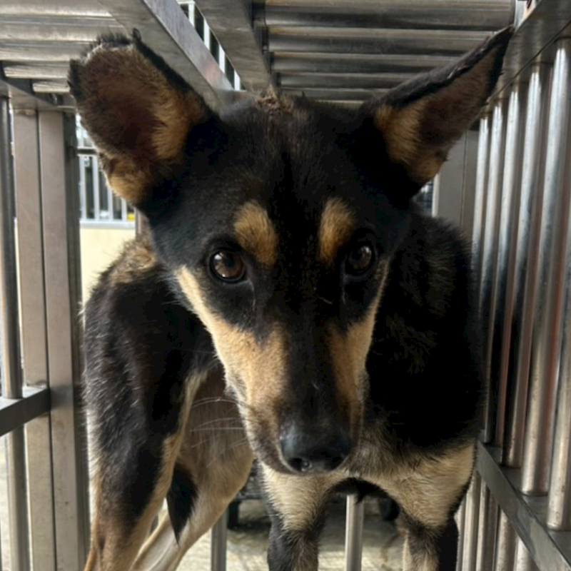 澎湖縣流浪動物收容中心,編號:423020, 混種犬          