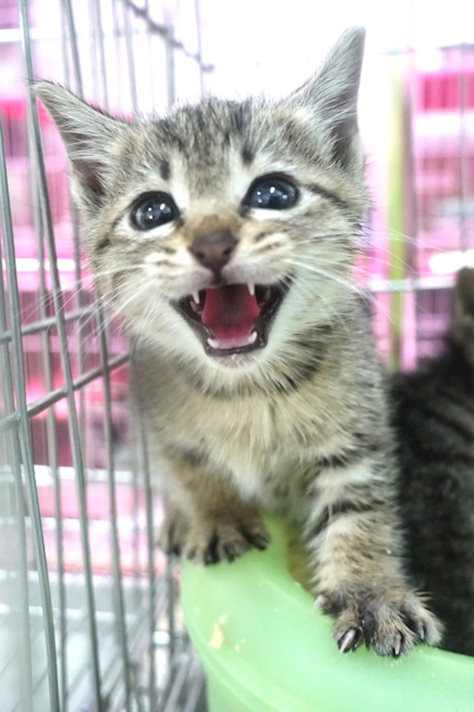 宜蘭縣流浪動物中途之家,編號:440388, 混種貓                 