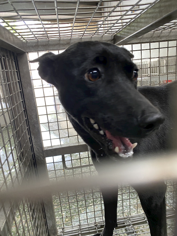 臺南市動物之家善化站,編號:440379, 混種犬          