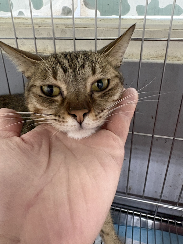 新北市五股區公立動物之家,編號:440211, 混種貓                 