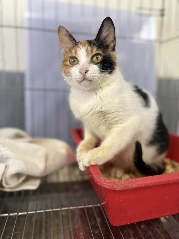 新北市五股區公立動物之家,編號:440210, 混種貓                 