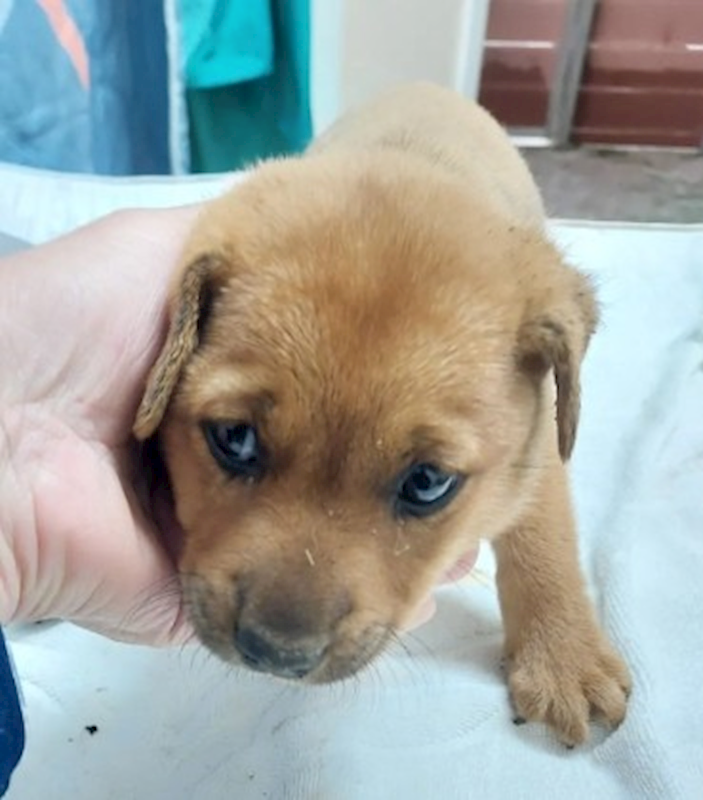 新北市五股區公立動物之家,編號:440159, 混種犬          