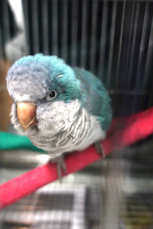 宜蘭縣流浪動物中途之家,編號:440368, 和尚鸚鵡