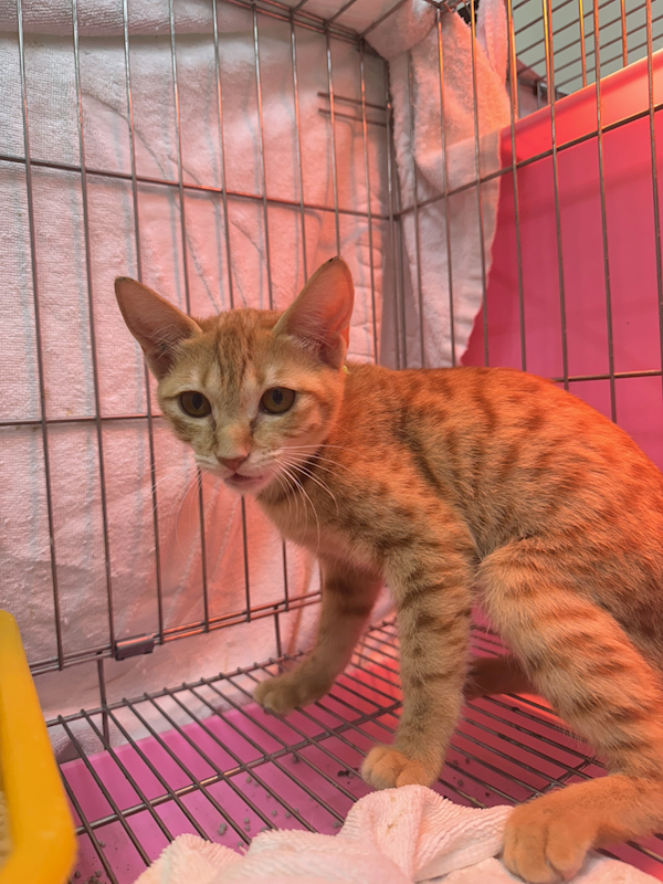 新北市八里區公立動物之家,編號:440285, 混種貓                 