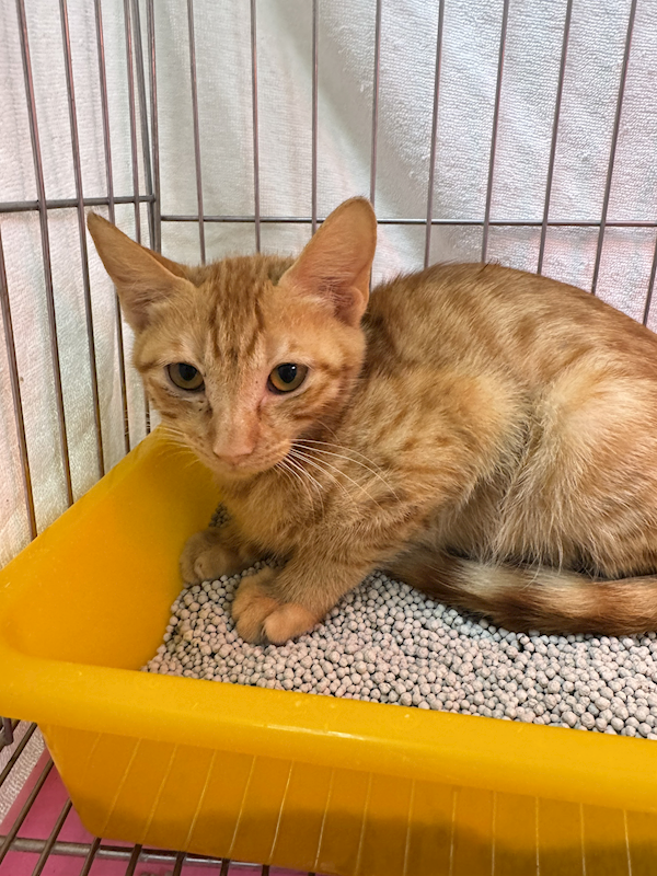 新北市八里區公立動物之家,編號:440287, 混種貓                 