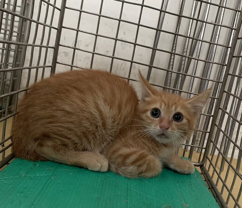 臺北市動物之家,編號:434256, 混種貓                 