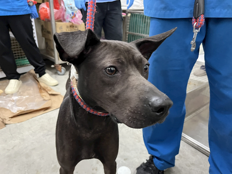 臺北市動物之家,編號:384991, 混種犬          