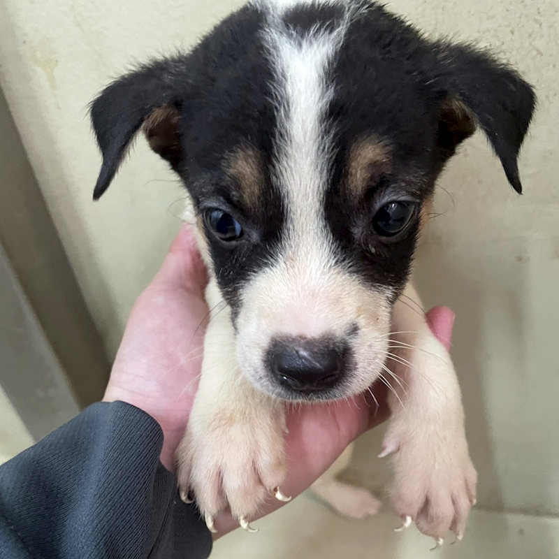 嘉義市動物保護教育園區,編號:418579, 混種犬          