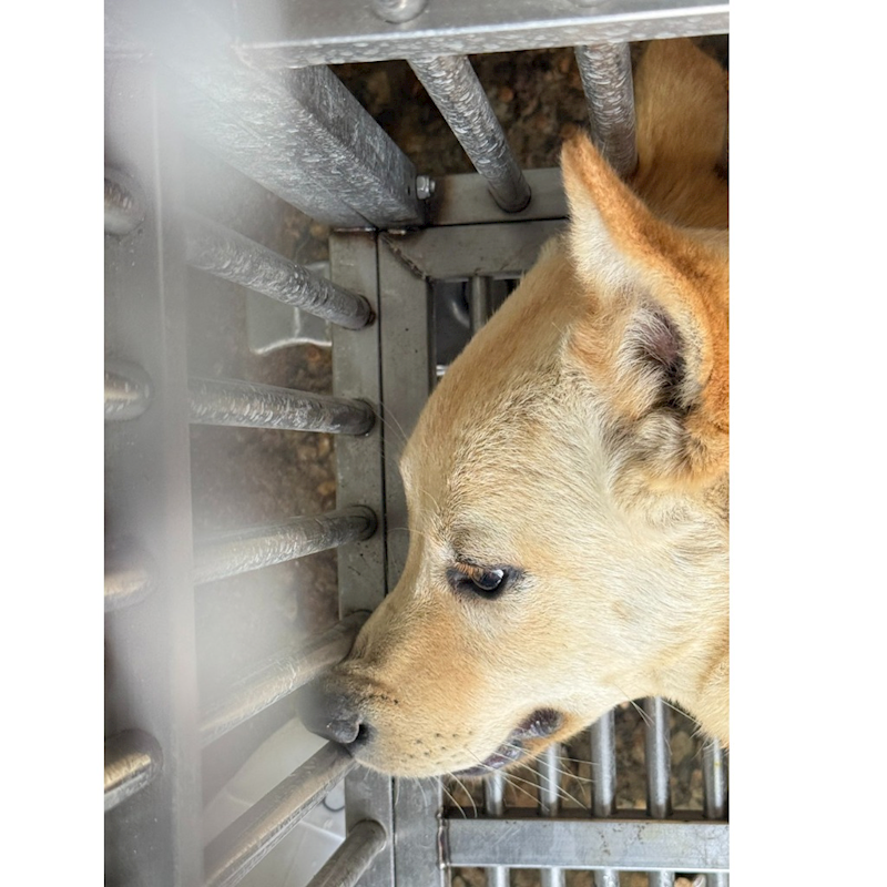 臺南市動物之家善化站,編號:440323, 混種犬          