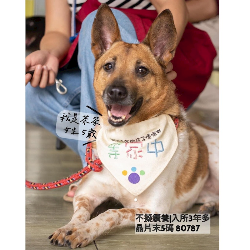 新北市新店區公立動物之家,編號:194647, 混種犬          