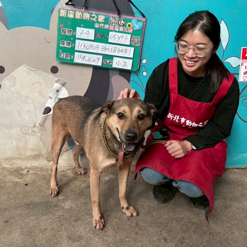 新北市新店區公立動物之家,編號:440247, 混種犬          