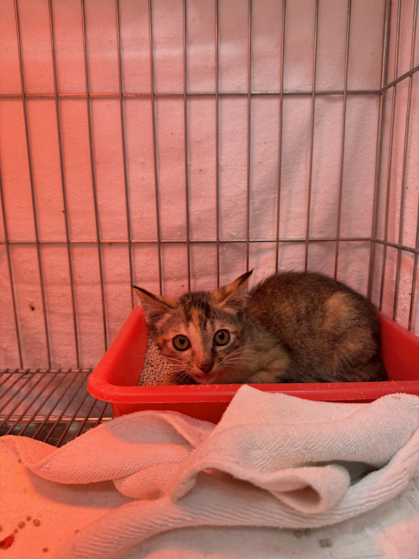 新北市八里區公立動物之家,編號:440280, 混種貓                 