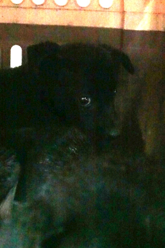 宜蘭縣流浪動物中途之家,編號:440400, 混種犬          