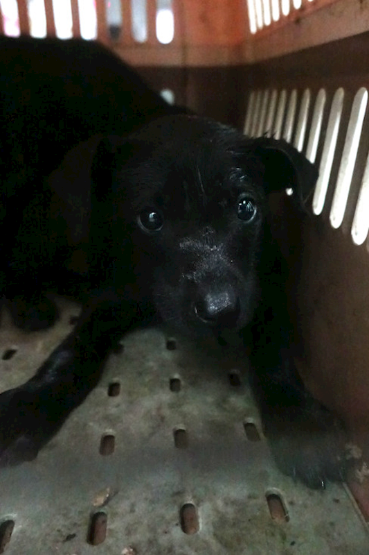 宜蘭縣流浪動物中途之家,編號:440398, 混種犬          