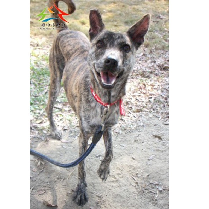 臺中市動物之家后里園區,編號:439845, 混種犬          