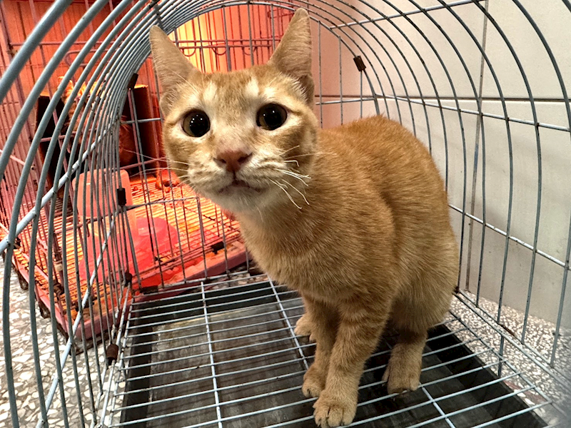 高雄市壽山動物保護教育園區,編號:439163, 混種貓                 